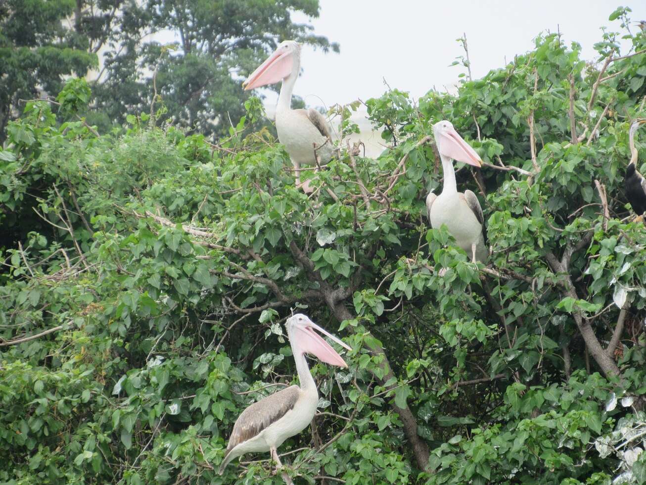 Image of Grey Pelican