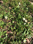 Image of Daisy