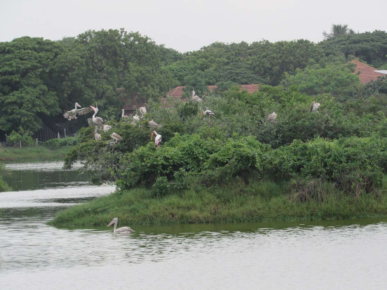 Image of Grey Pelican