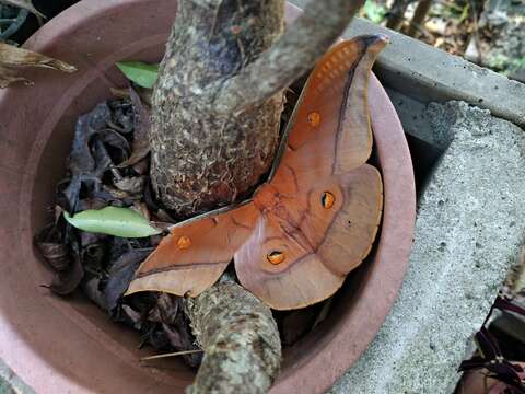 Image of Antheraea formosana Sonan 1937