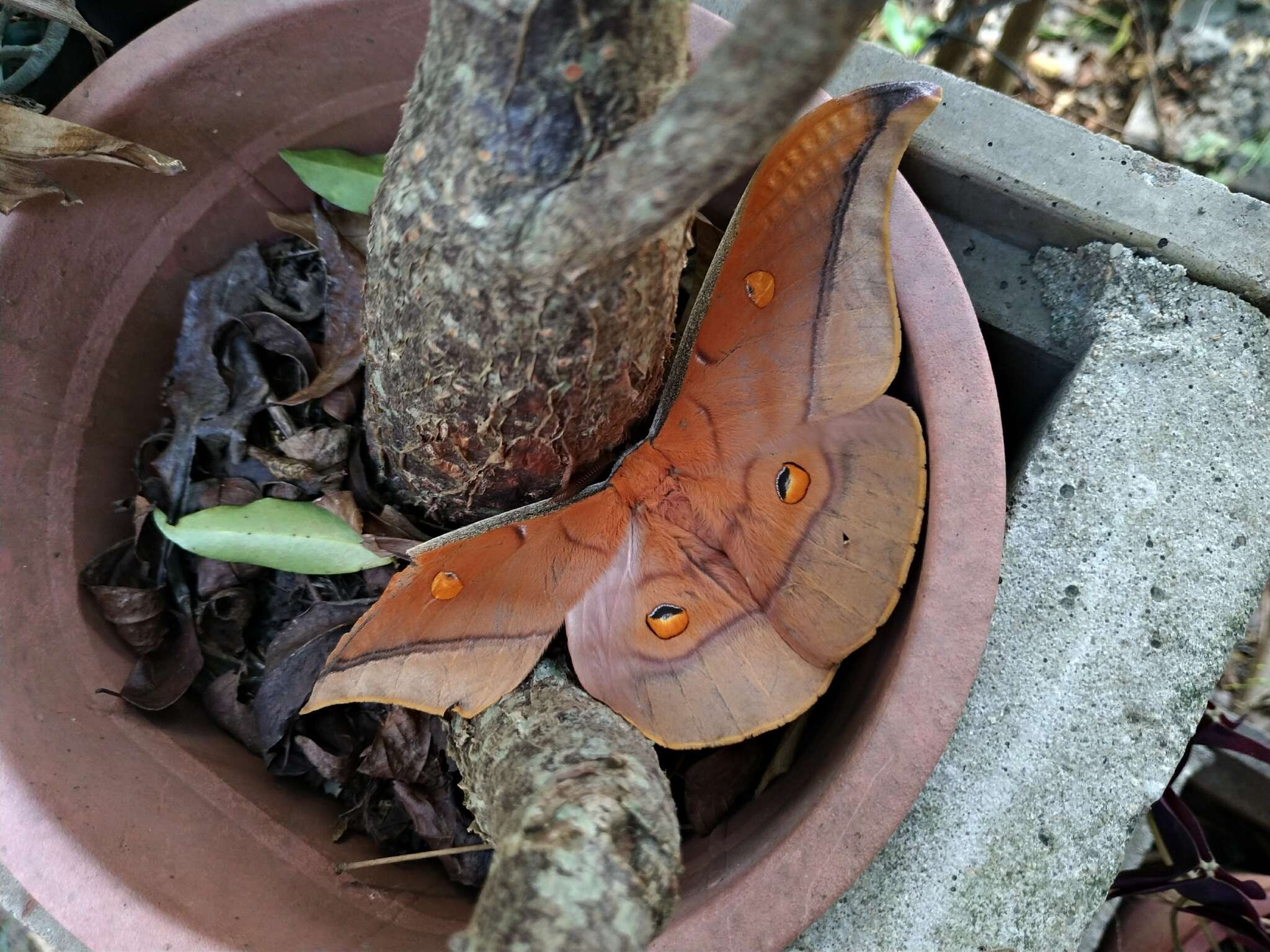 Image of Antheraea formosana Sonan 1937