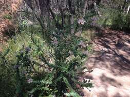 Image of Grevillea buxifolia (Sm.) R. Br.