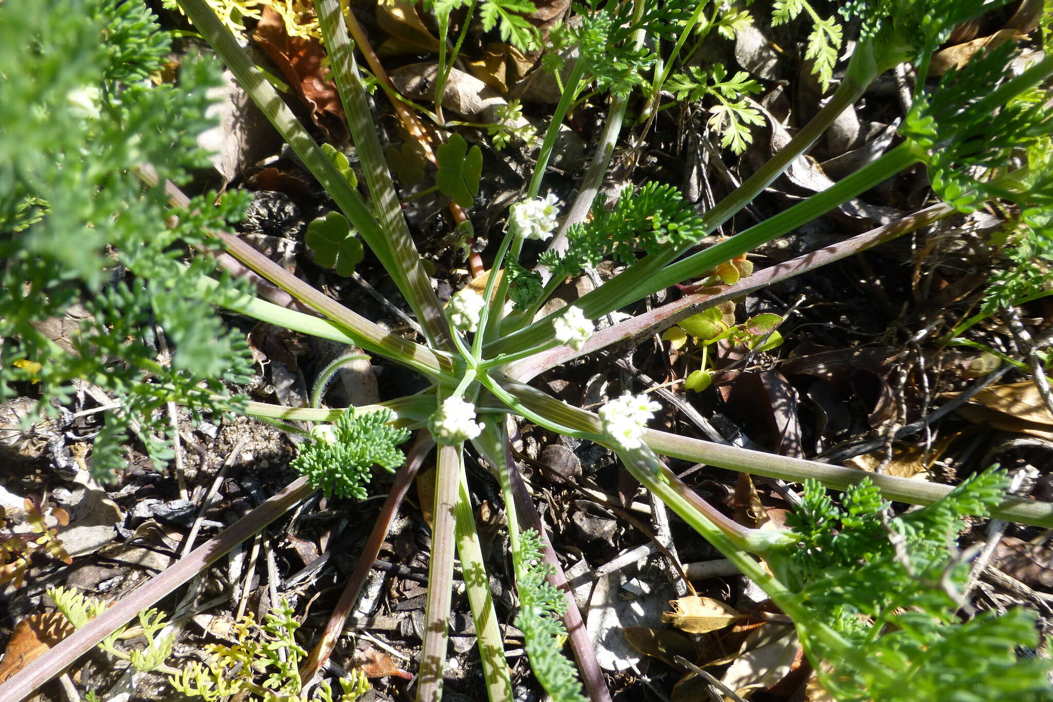 Image of Capnophyllum africanum (L.) Gaertn.