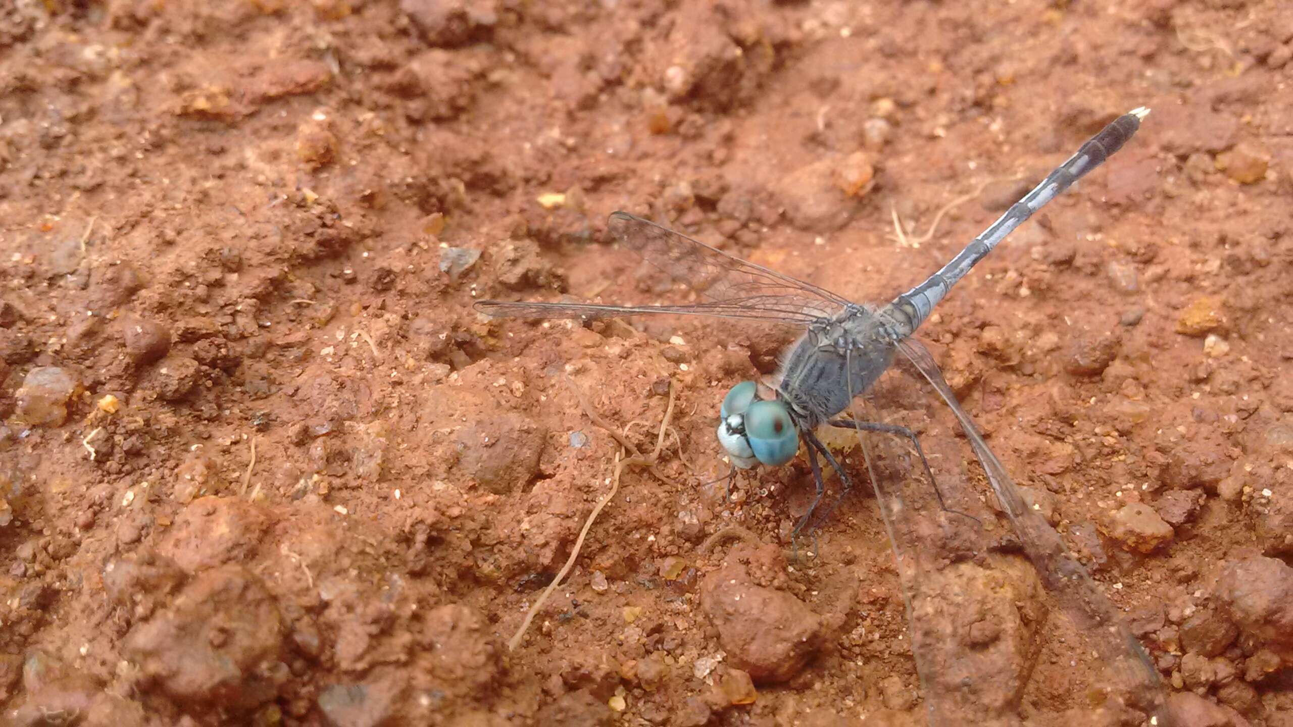 Image of Diplacodes trivialis (Rambur 1842)