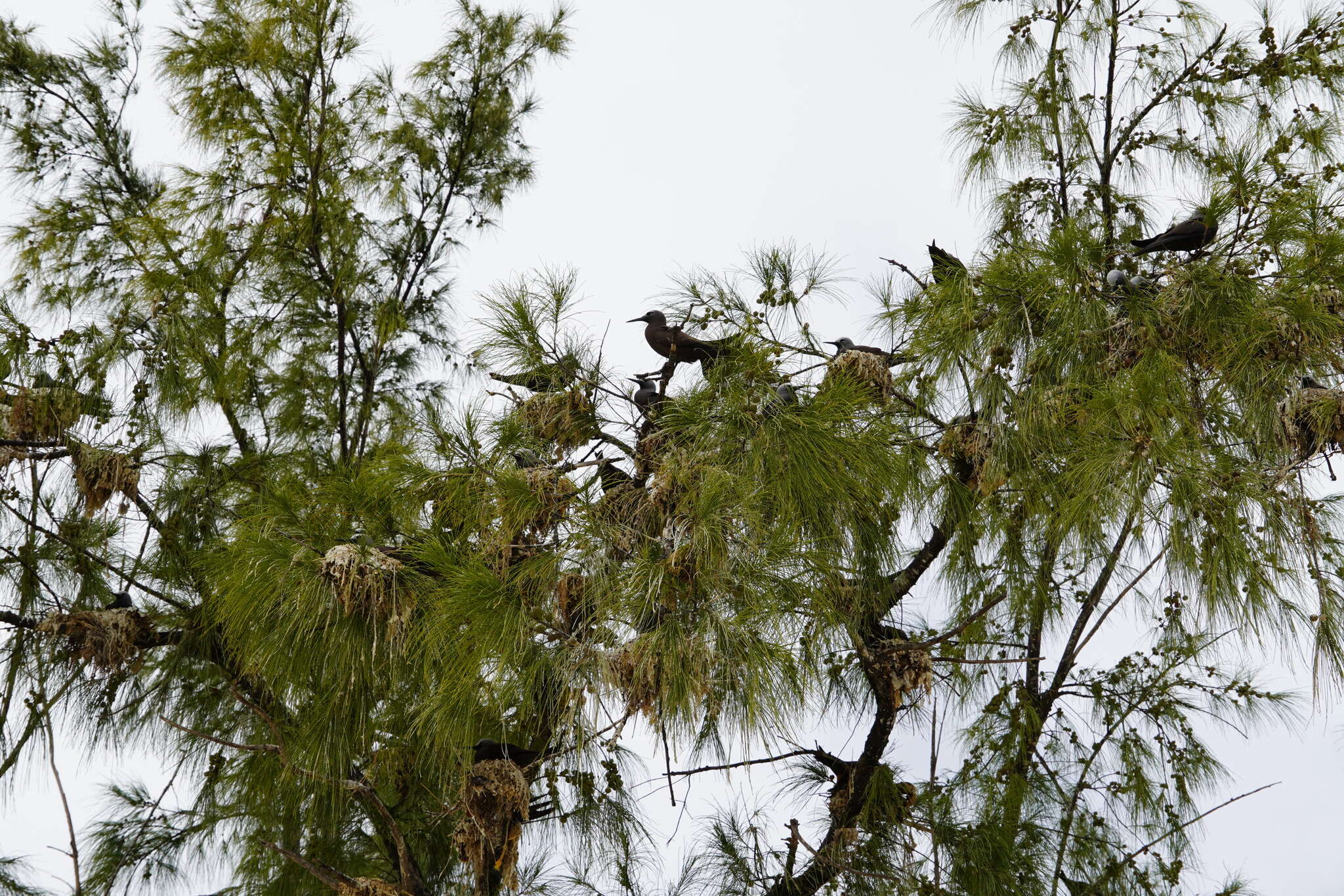 Anous tenuirostris (Temminck 1823) resmi