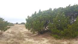 Слика од Juniperus virginiana var. silicicola (Small) E. Murray