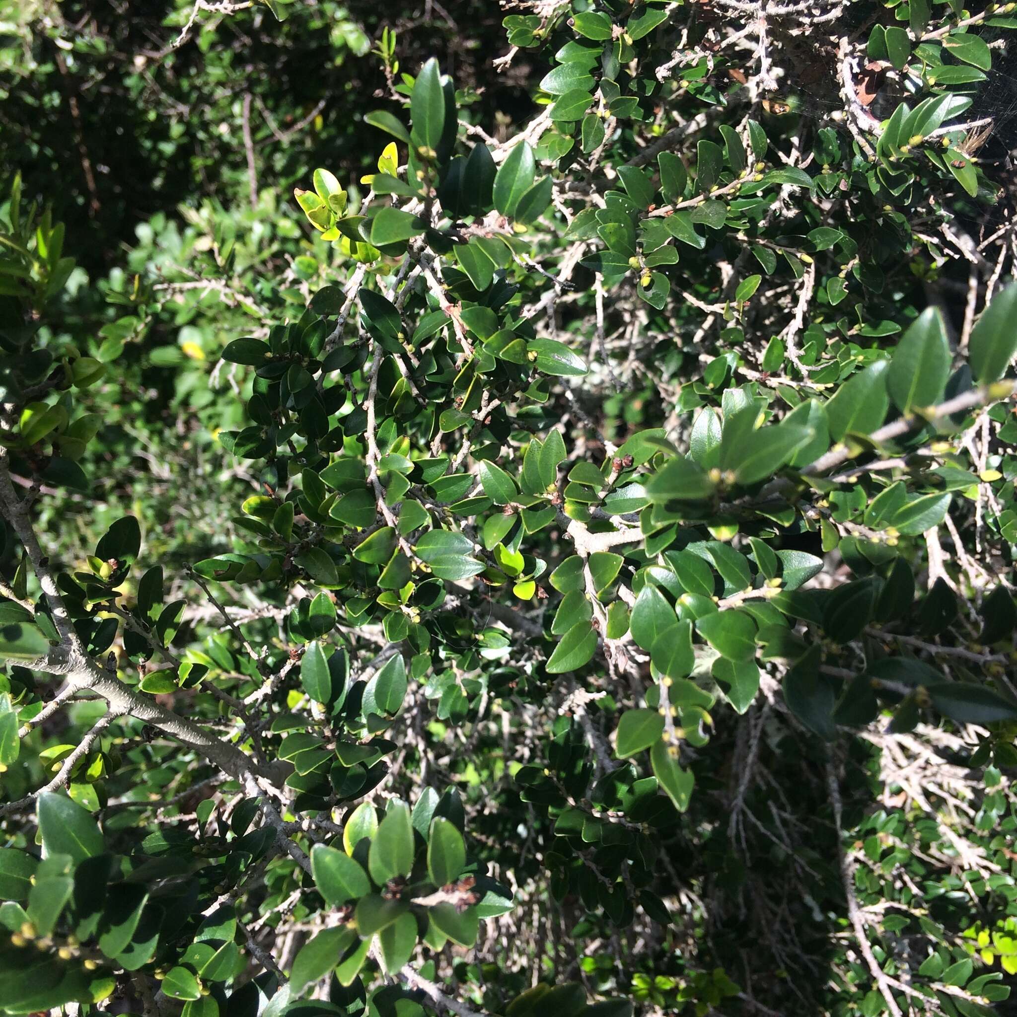 Image of Diospyros natalensis (Harv.) Brenan