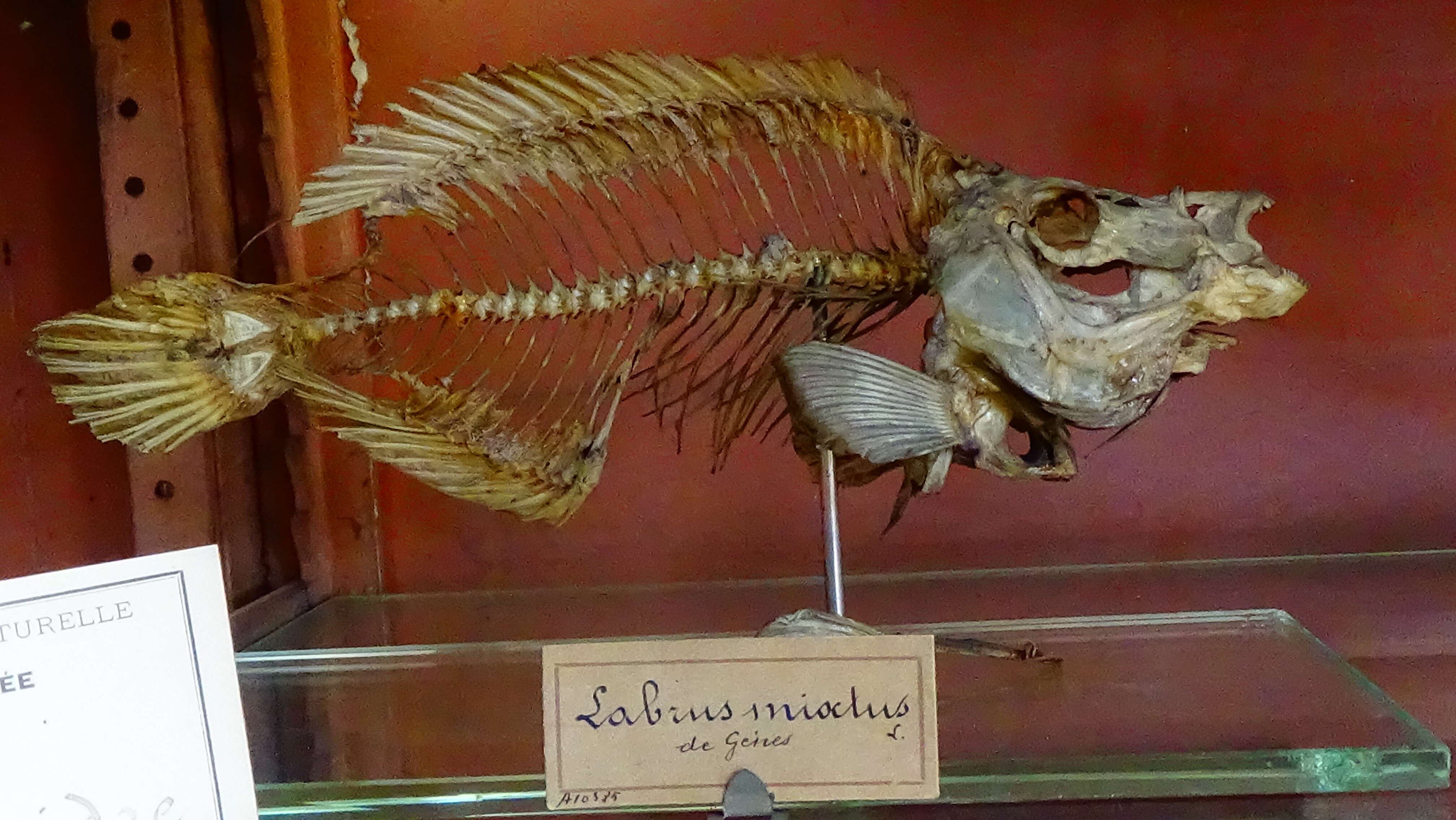 Image of Cuckoo Wrasse