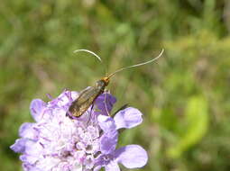 Image de Nemophora metallica