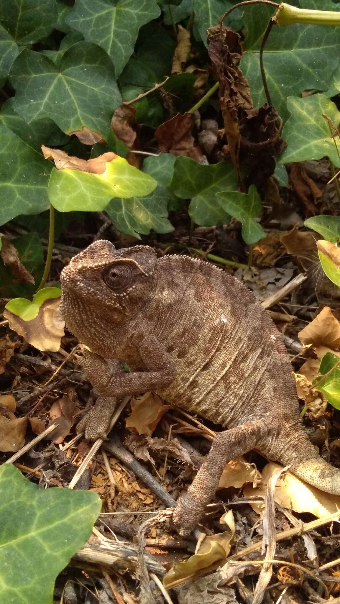 Image de Chamaeleo chamaeleon recticrista Boettger 1880