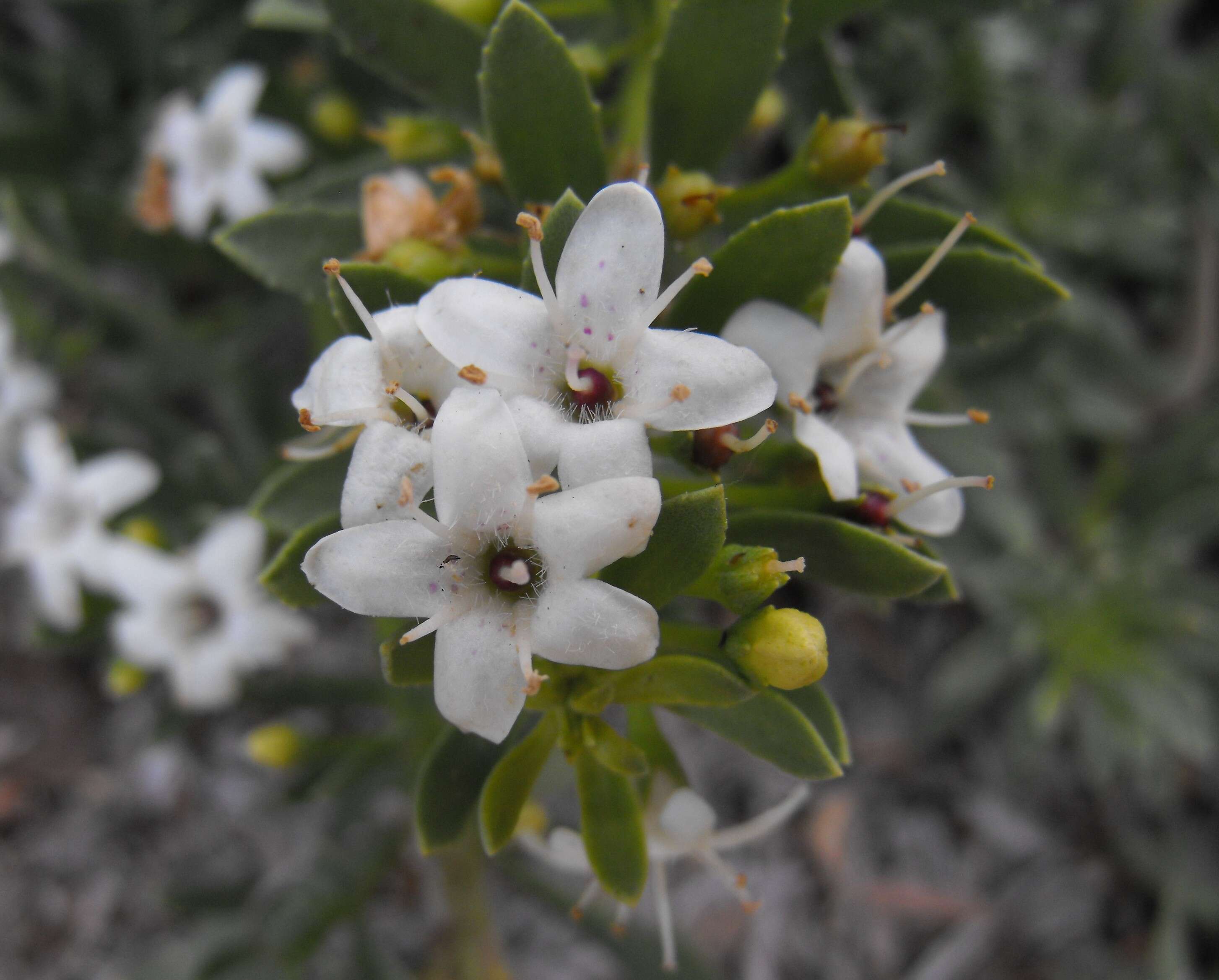 Image of slender myoporum