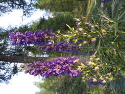 Слика од Aconitum napellus L.