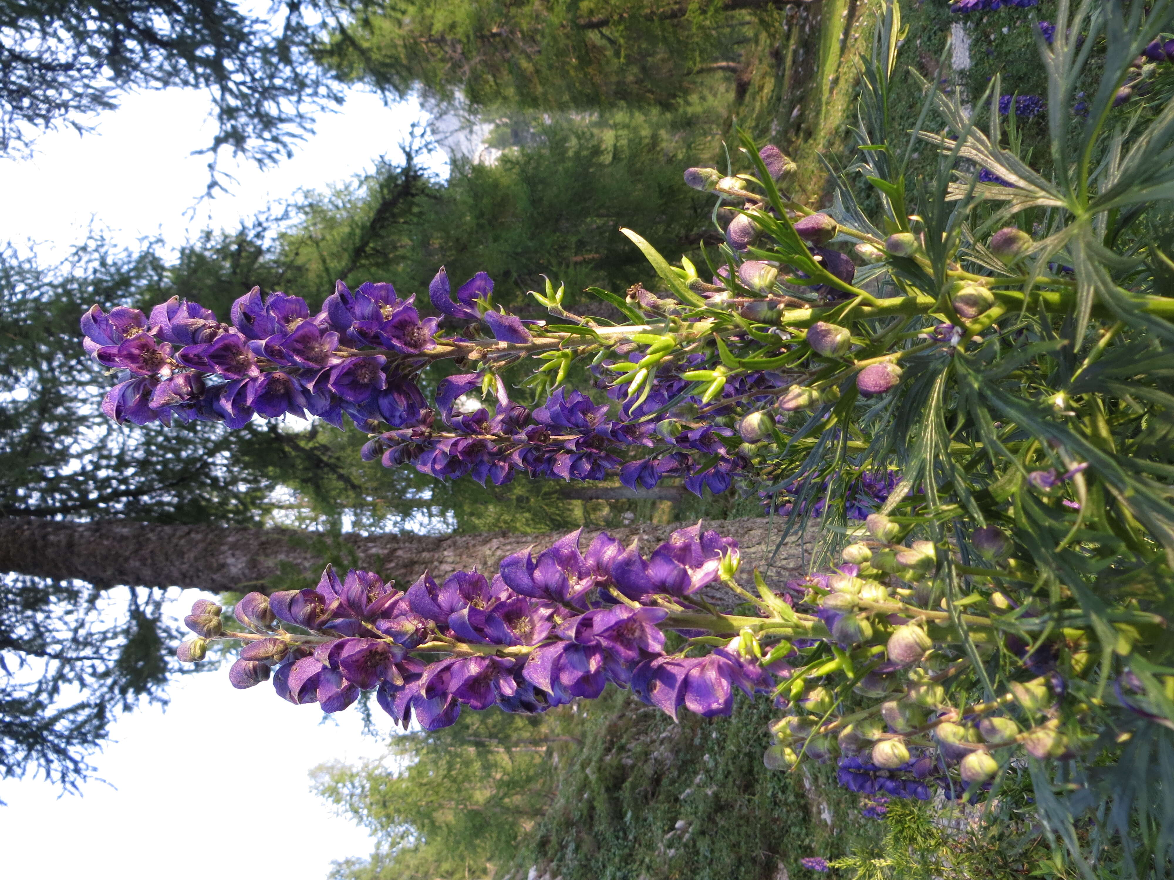 Слика од Aconitum napellus L.