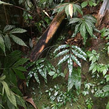 Image of Asplenium formosae Christ