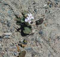 Image of Pelargonium sibthorpiifolium Harv.