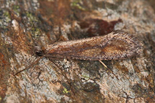 Image of Eriocottis paradoxella (Staudinger 1859)