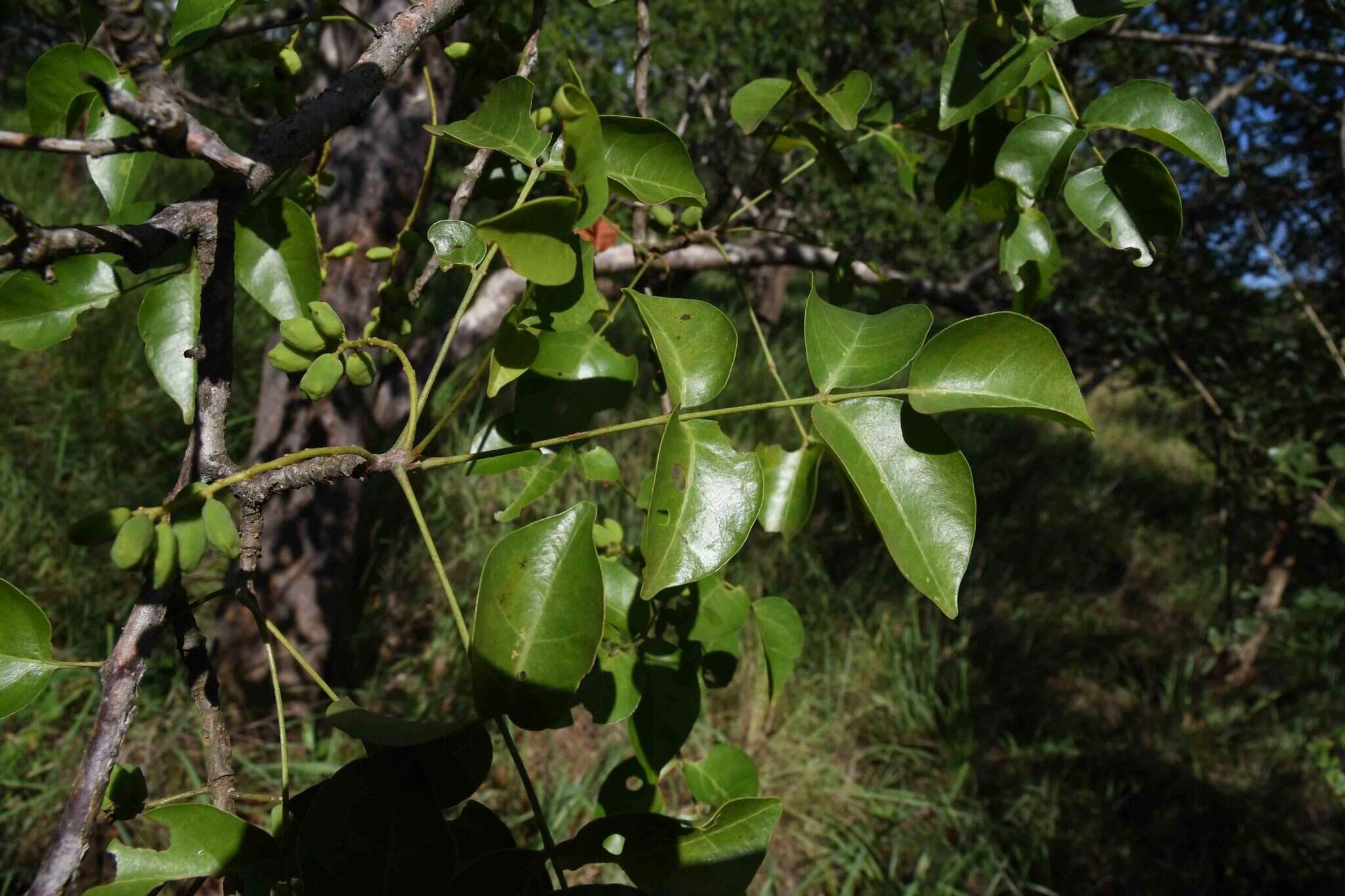 Image of False marula