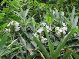 Imagem de Hedychium coronarium J. Koenig