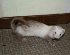 Image of domestic ferret