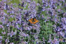 Imagem de Aglais urticae Linnaeus 1758