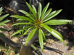 Image of Pachypodium lamerei Drake