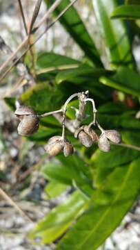 Plancia ëd Danais volubilis Baker