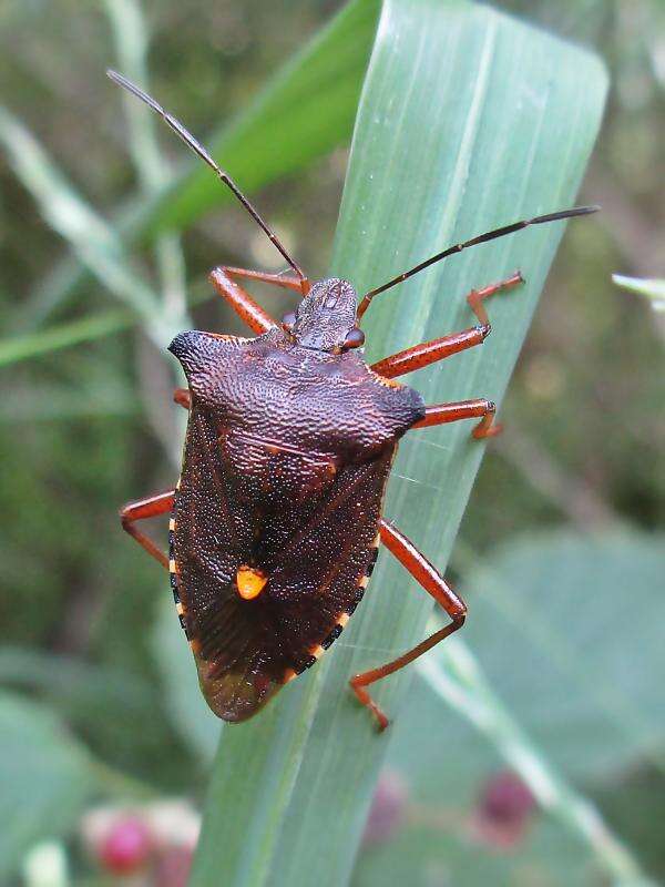 Image of Pentatoma rufipes