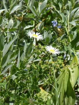 Image of large mountain fleabane