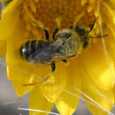 Image of Calliopsis coloradensis Cresson 1878