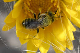 Image of Calliopsis coloradensis Cresson 1878