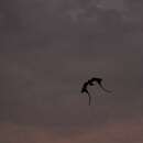 Image of Pennant-winged Nightjar