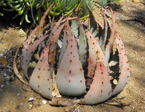 صورة Aloe peglerae Schönland