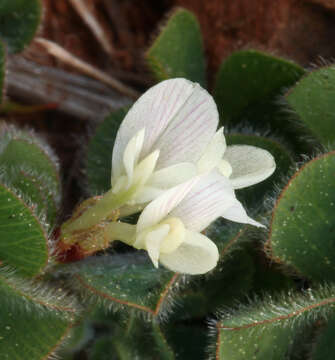 Sivun Trifolium subterraneum subsp. oxaloides Bunge ex Nyman kuva