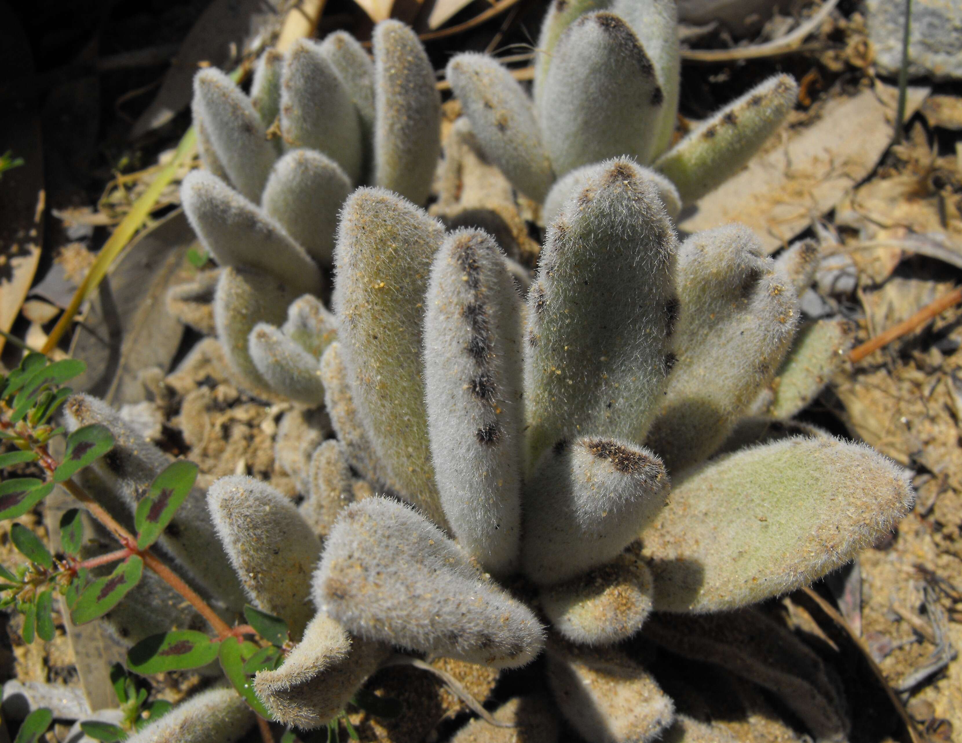 Image of Kalanchoe tomentosa Baker