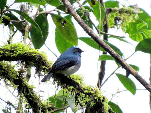 Image de Eumyias indigo ruficrissa (Salvadori 1879)