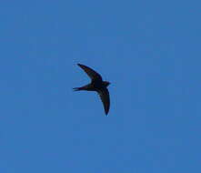 Image of swift, common swift