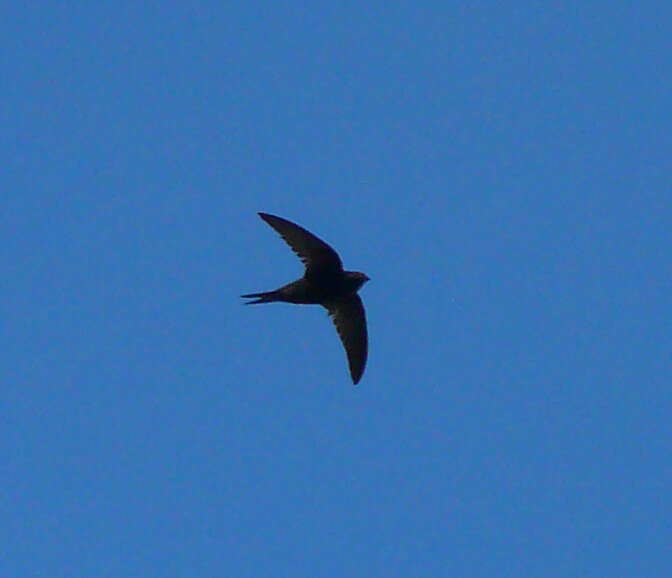 Image of swift, common swift