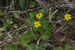 Image of Yellow Thimbleweed