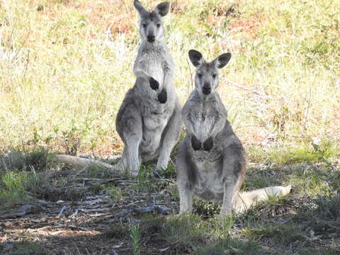 Image of Macropus robustus robustus Gould 1840