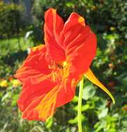 Image of Garden Nasturtium