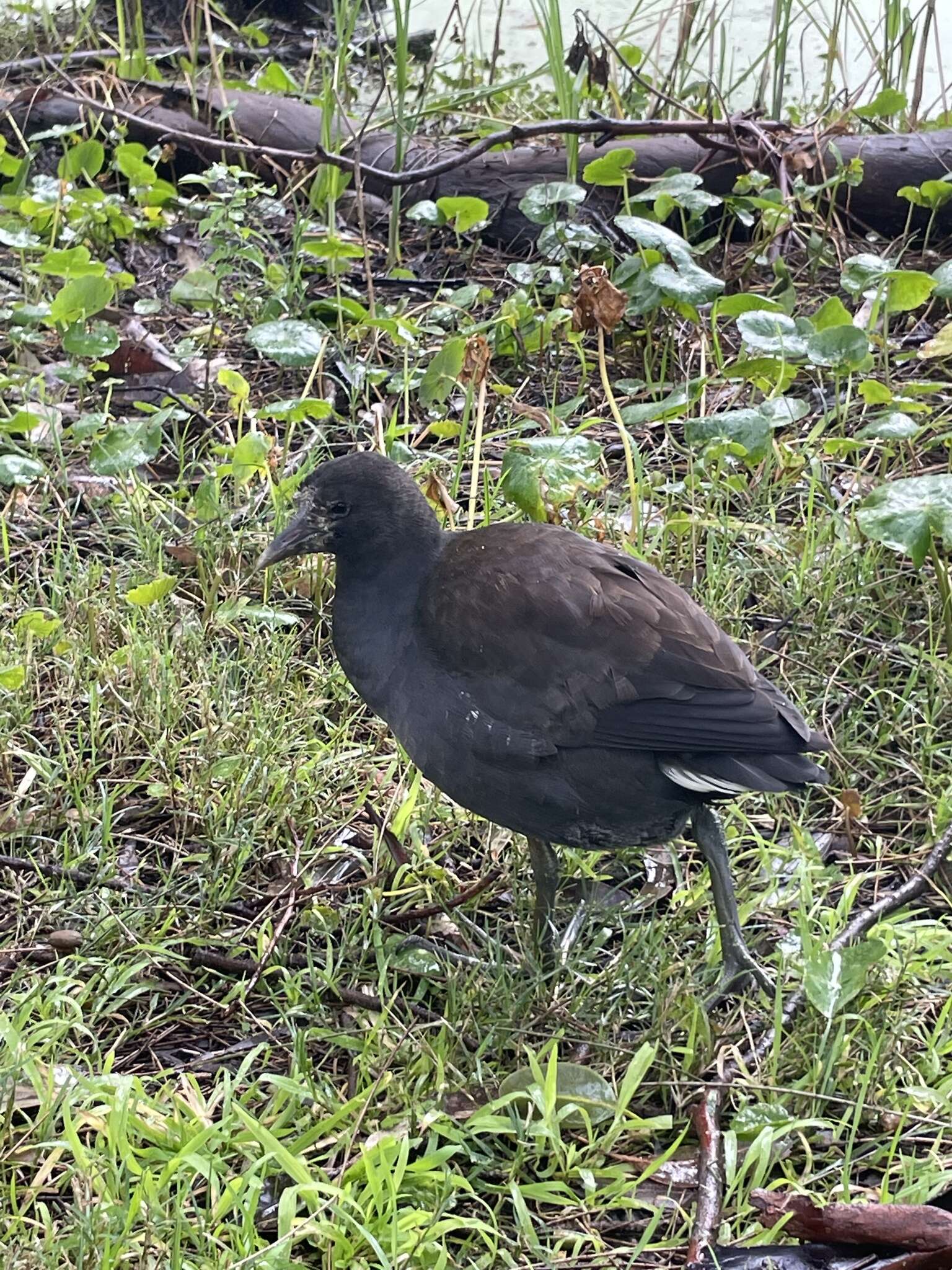 Gallinula tenebrosa tenebrosa Gould 1846 resmi