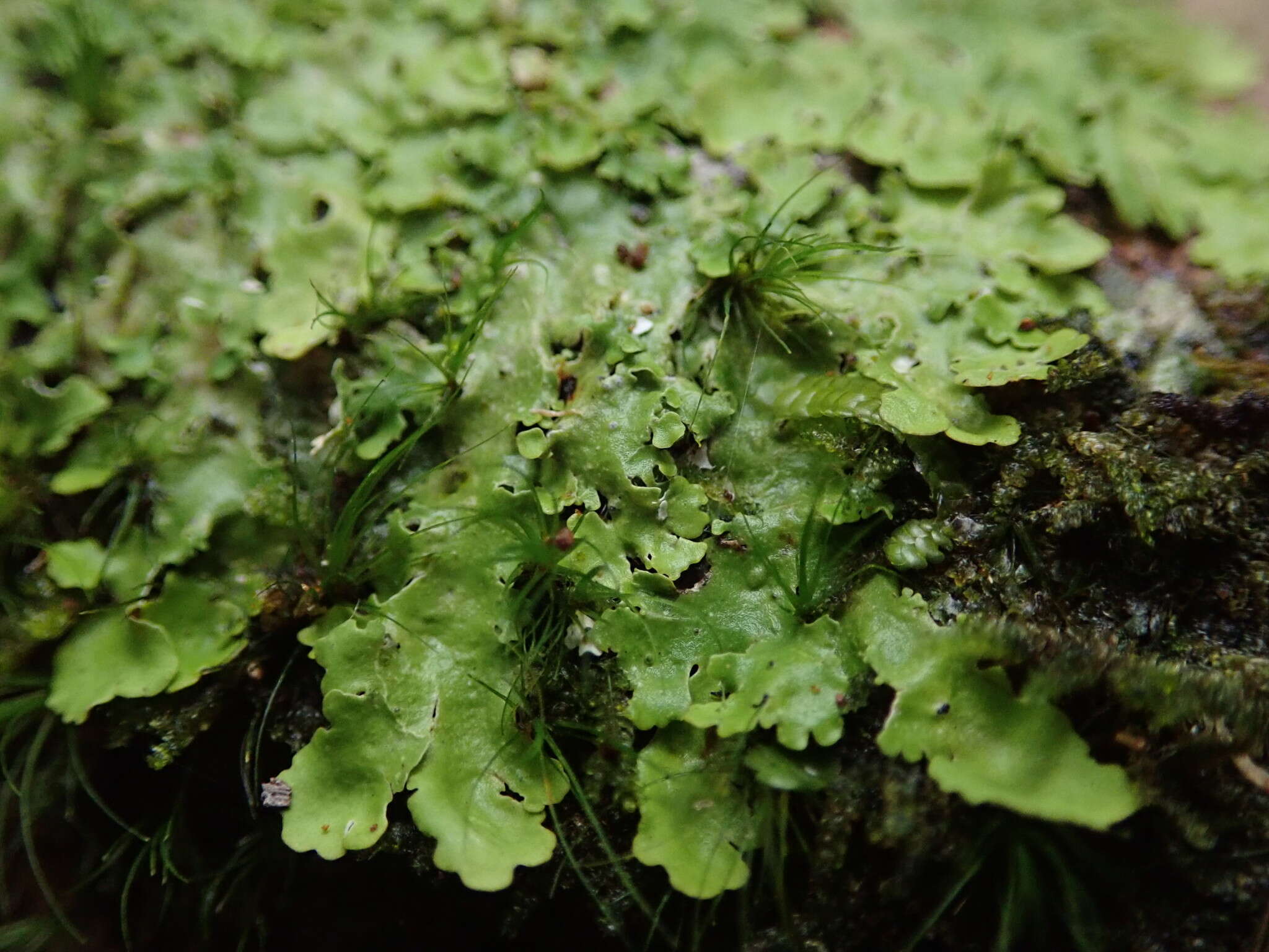 Слика од <i>Lobaria asperula</i> (Stirt.) Yoshim.