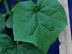 Image of oneseed bur cucumber