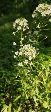 Image of Lysimachia candida Lindl.