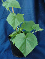 Image of oneseed bur cucumber