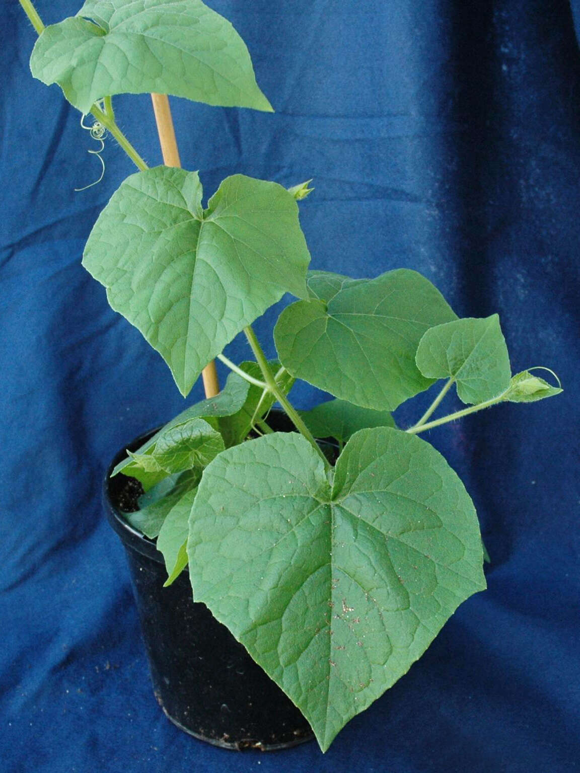 Image of oneseed bur cucumber