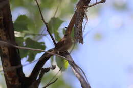 Слика од Troglodytes aedon parkmanii Audubon 1839