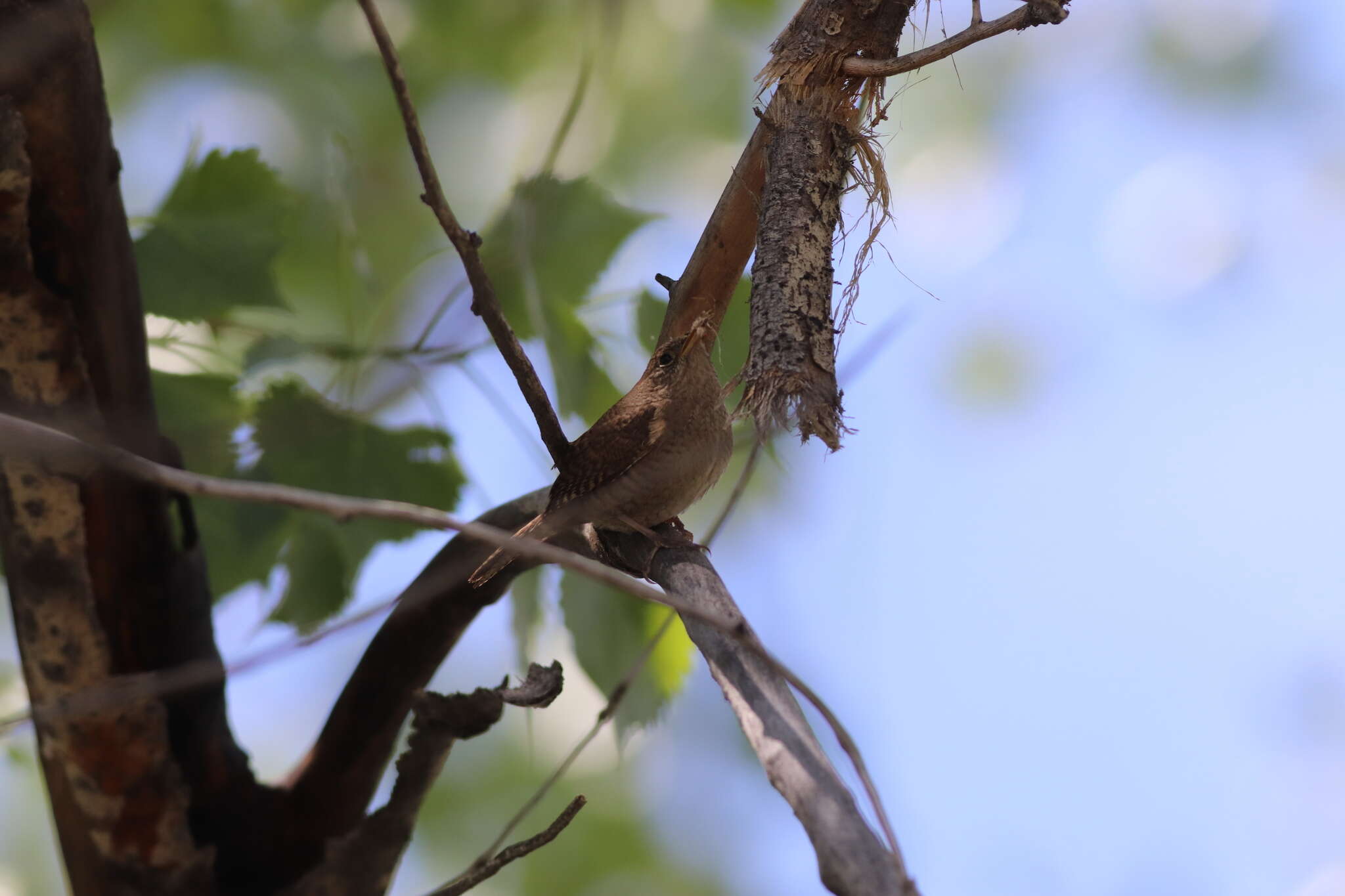 Слика од Troglodytes aedon parkmanii Audubon 1839