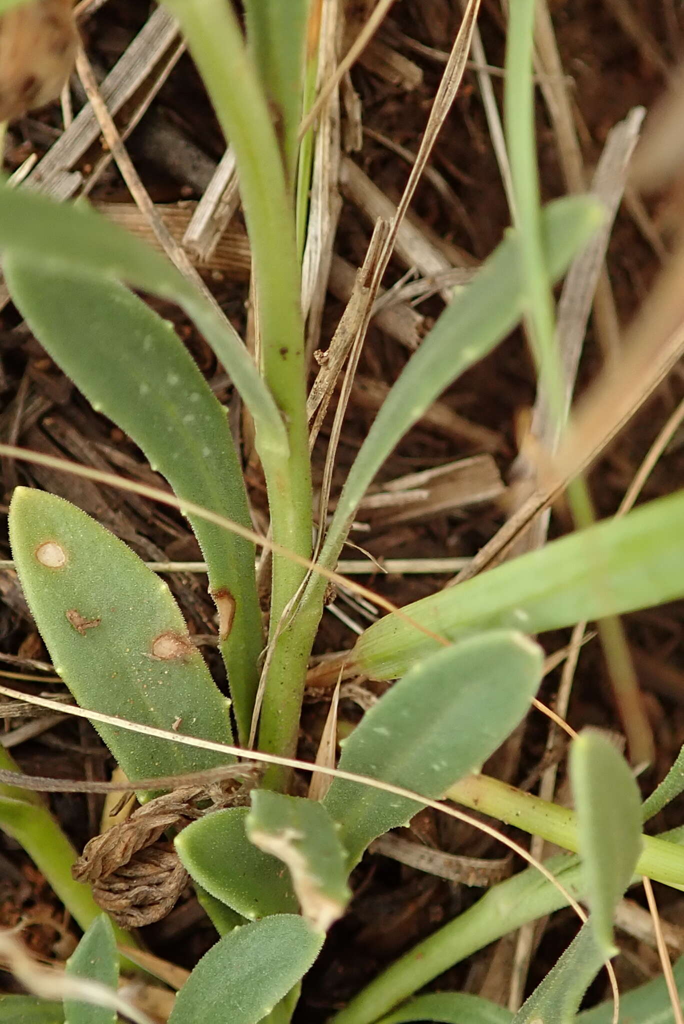 Image of Osteospermum caulescens Harv.