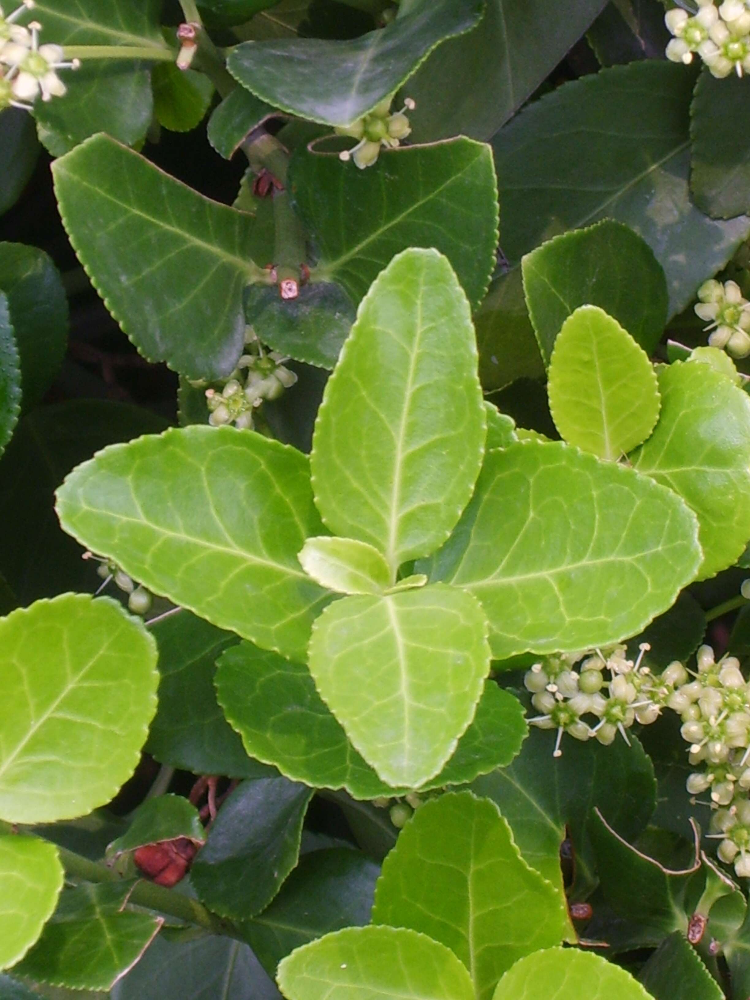 Image of Japanese spindletree